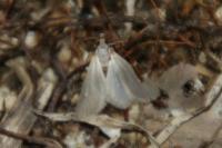 Acentria ephemerella