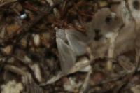 Acentria ephemerella