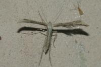 Emmelina monodactyla