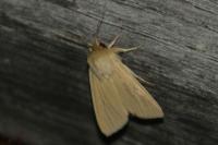 Mythimna pallens