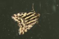 Emmelia trabealis