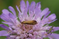 Nemophora metallica