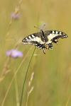 Papilio machaon