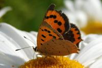 Lycaena phlaeas