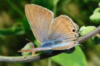 Lampides boeticus