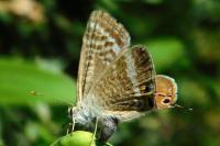 Lampides boeticus