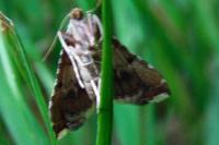 Endotricha flammealis