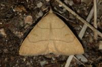 Paracolax tristalis