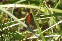 Coenonympha arcania