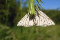 Aporia crataegi