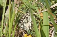 Melanargia galathea