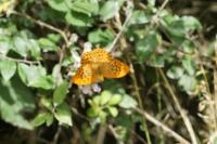 Argynnis paphia