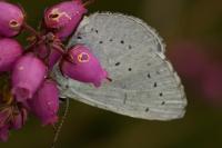 Celastrina argiolus