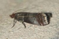 Acrobasis advenella
