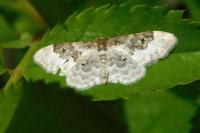 Idaea rusticata