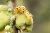 Cucullia lychnitis