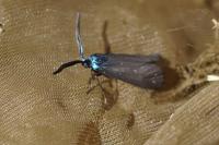Rhagades pruni