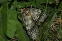 Cossus cossus