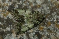 Polyphaenis sericata