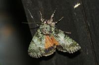 Polyphaenis sericata