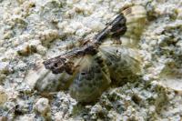 Idaea rusticata