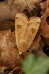 Noctua pronuba