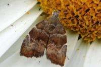 Choreutis nemorana