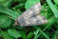 Agrotis ipsilon