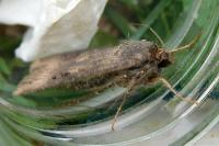 Agrotis ipsilon