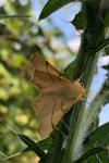 Ennomos erosaria