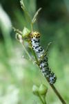 Cucullia scrophulariae