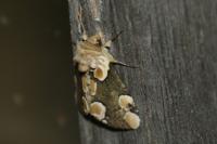 Thyatira batis