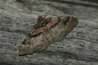 Catarhoe rubidata