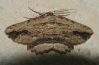 Menophra abruptaria