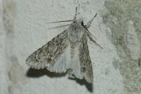 Acronicta aceris