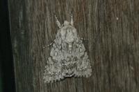 Acronicta aceris