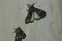Drymonia querna