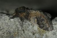 Notodonta tritophus