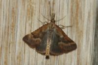 Synaphe punctalis