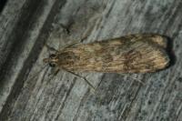 Nomophila noctuella