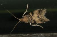 Euzophera pinguis