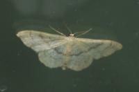 Idaea deversaria