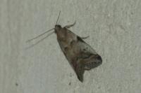 Acrobasis sp (glaucella/falouella)