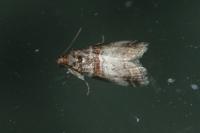 Acrobasis advenella