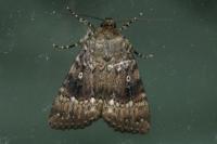 Amphipyra pyramidea