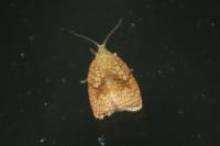 Acleris forsskaleana