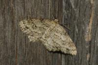 Ectropis crepuscularia