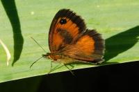 Pyronia tithonus