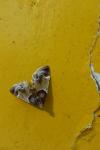 Pyralis farinalis