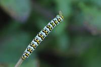 Cucullia scrophulariae